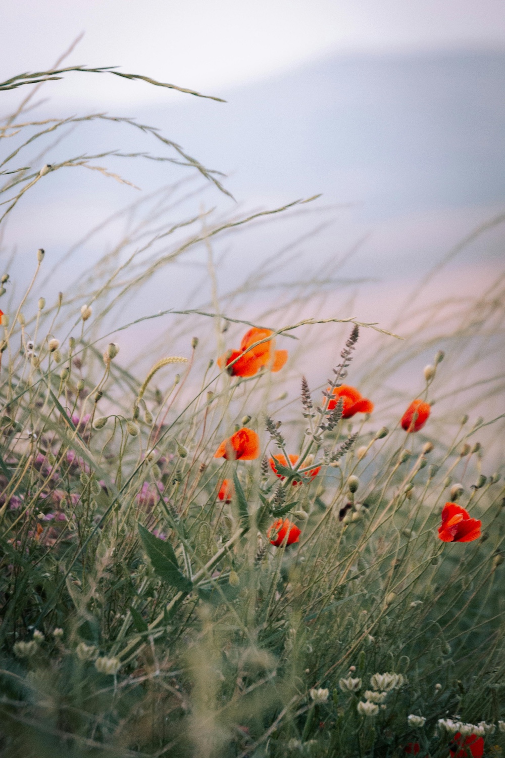 meadow flowers - teletherapy Washington state and Oregon